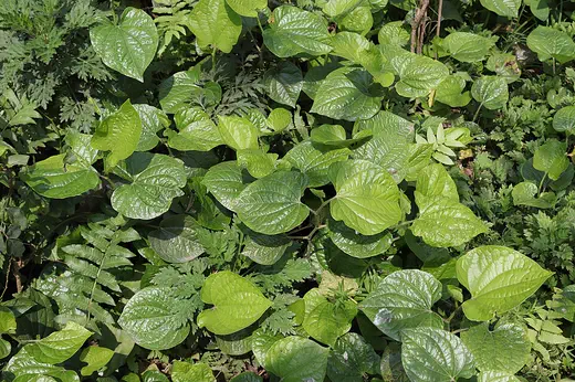 Lá lốt