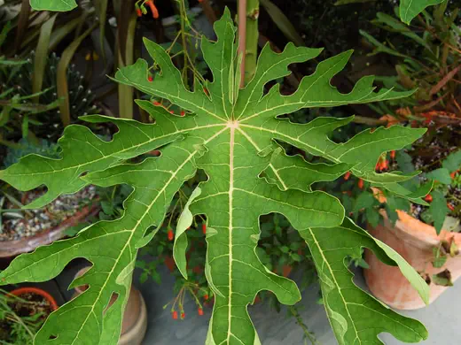 Lá đu đủ