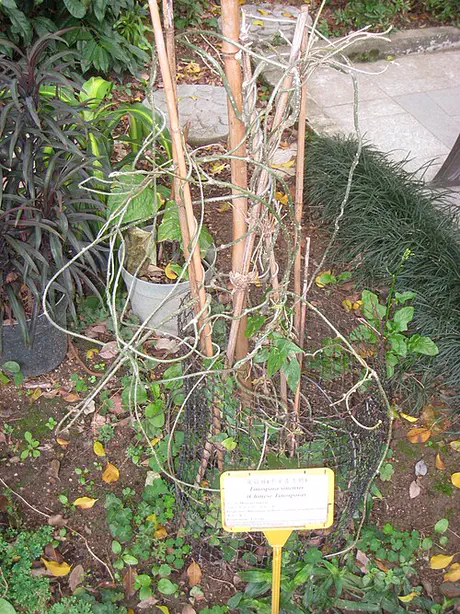 Dây đau xương