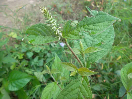 Cỏ xước